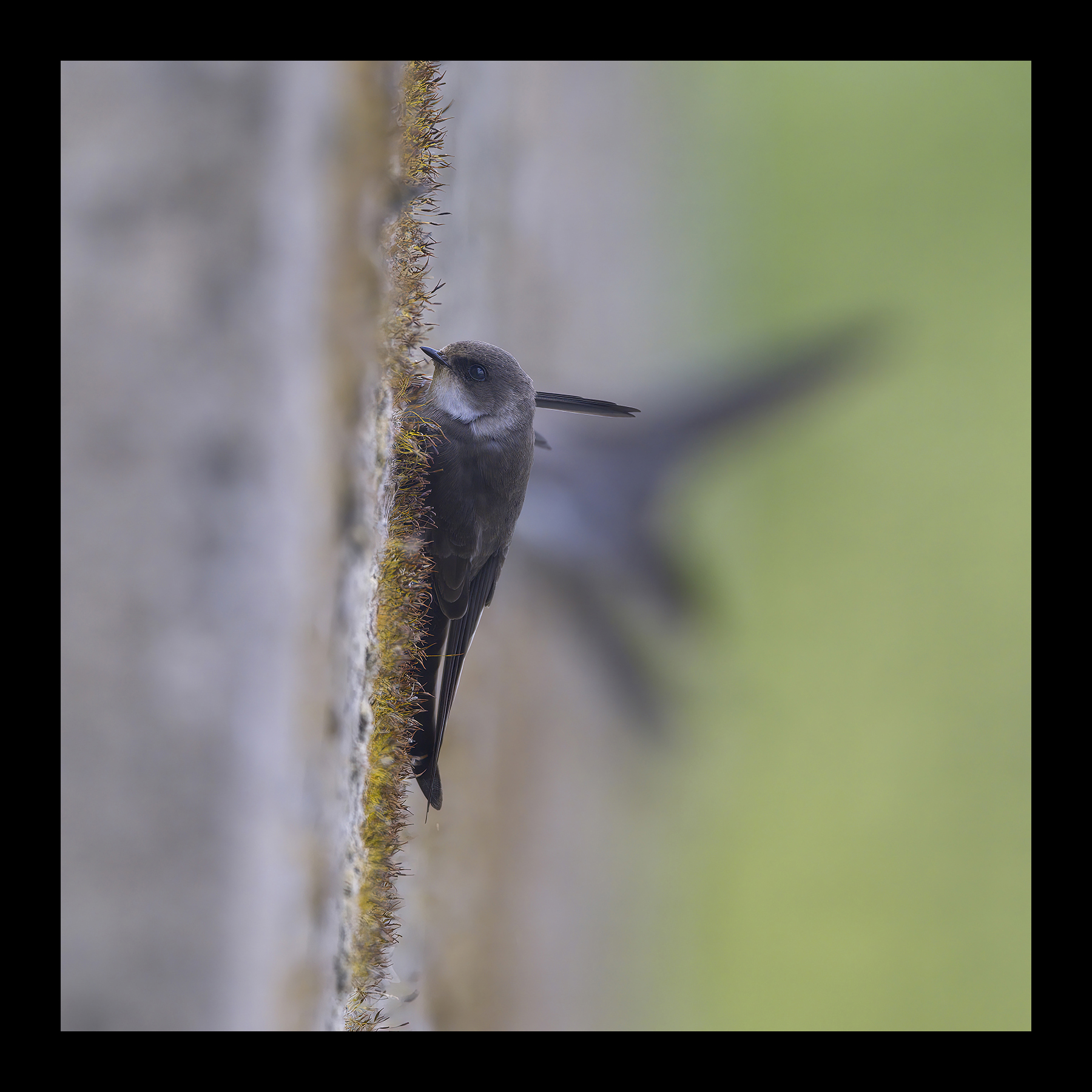 DSCF8593g-cropped.jpg