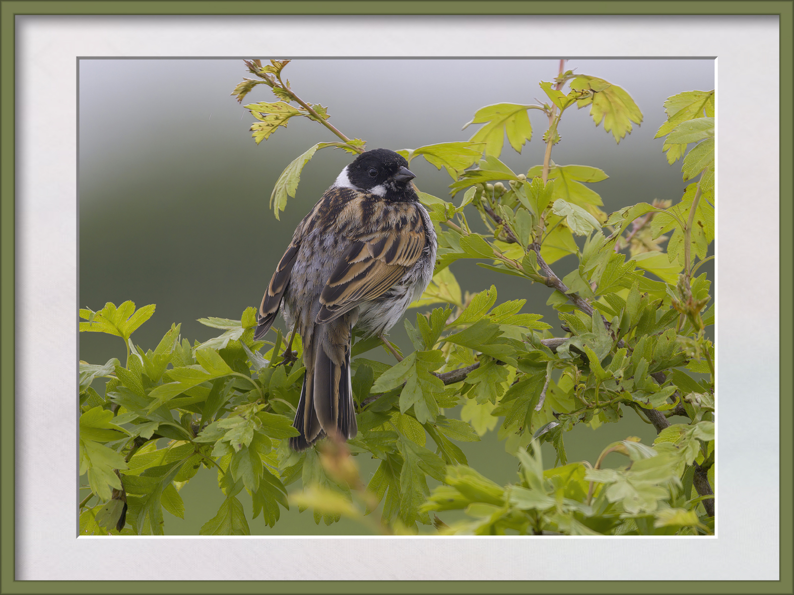 DSCF9228g-cropped.jpg