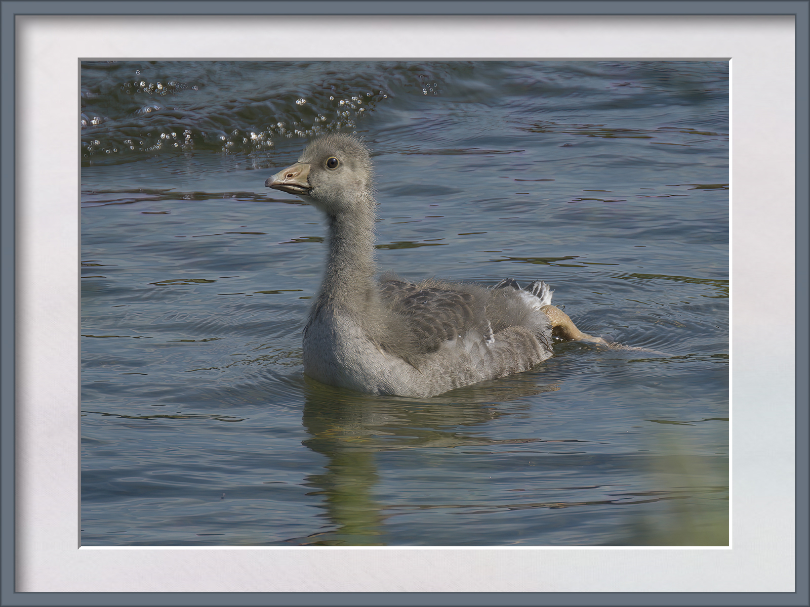 DSCF8251g-cropped.jpg