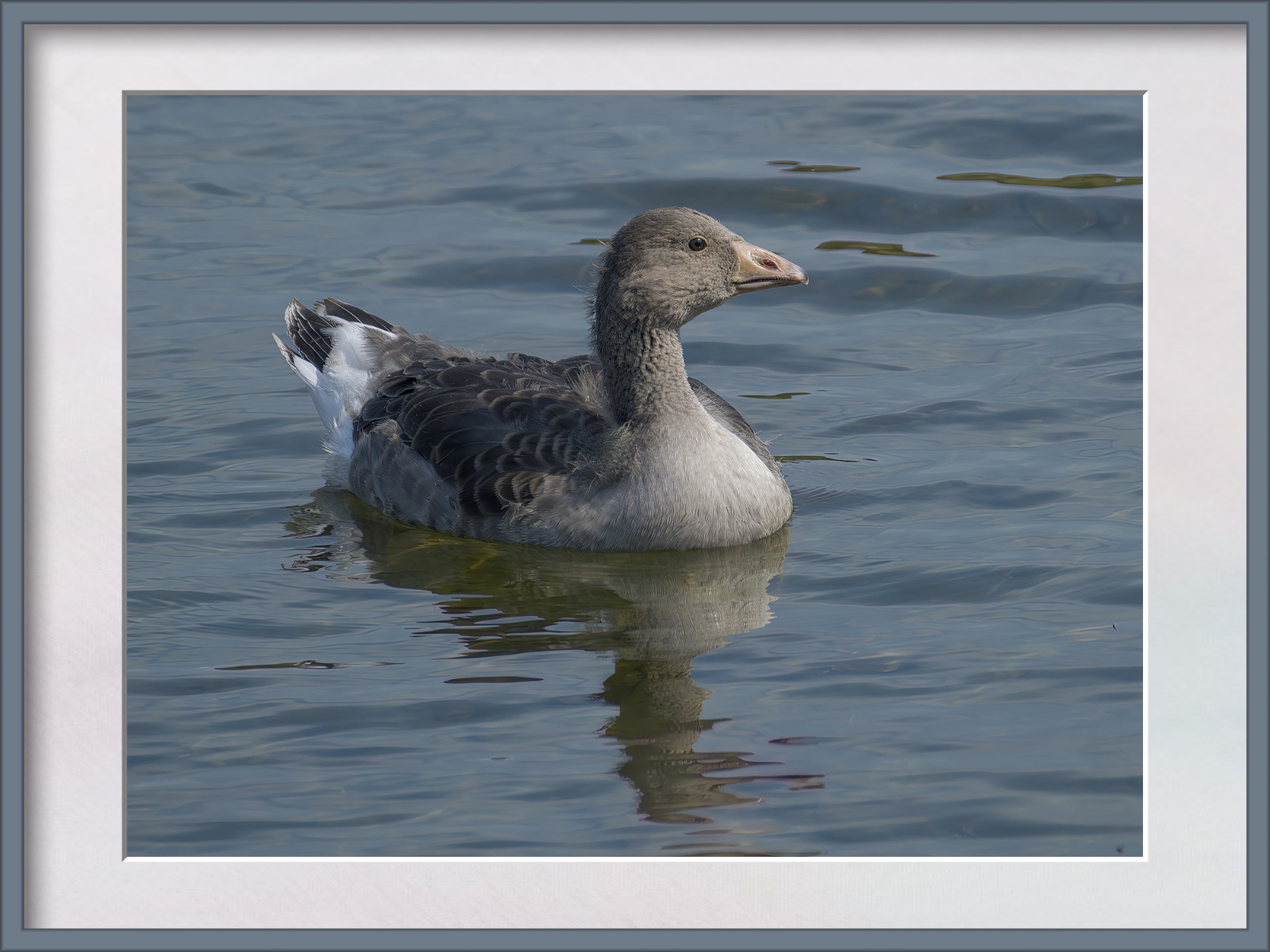 DSCF8257g-cropped.jpg