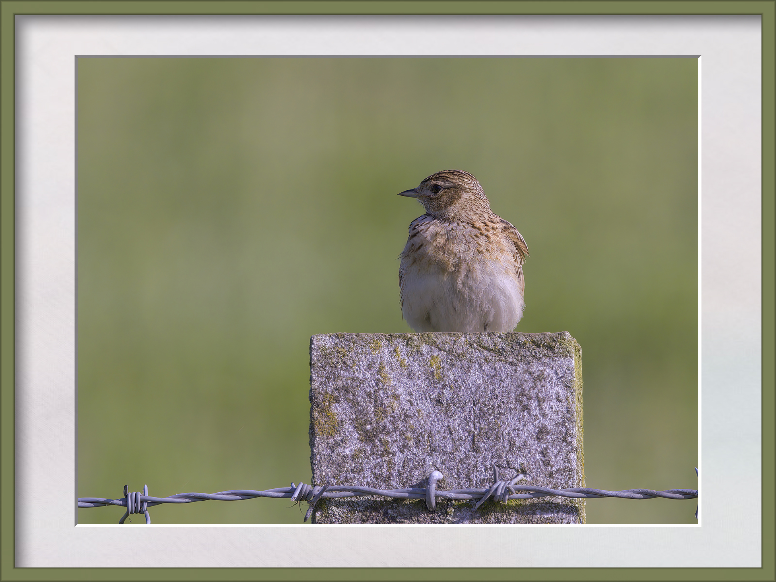 DSCF0087g-cropped.jpg