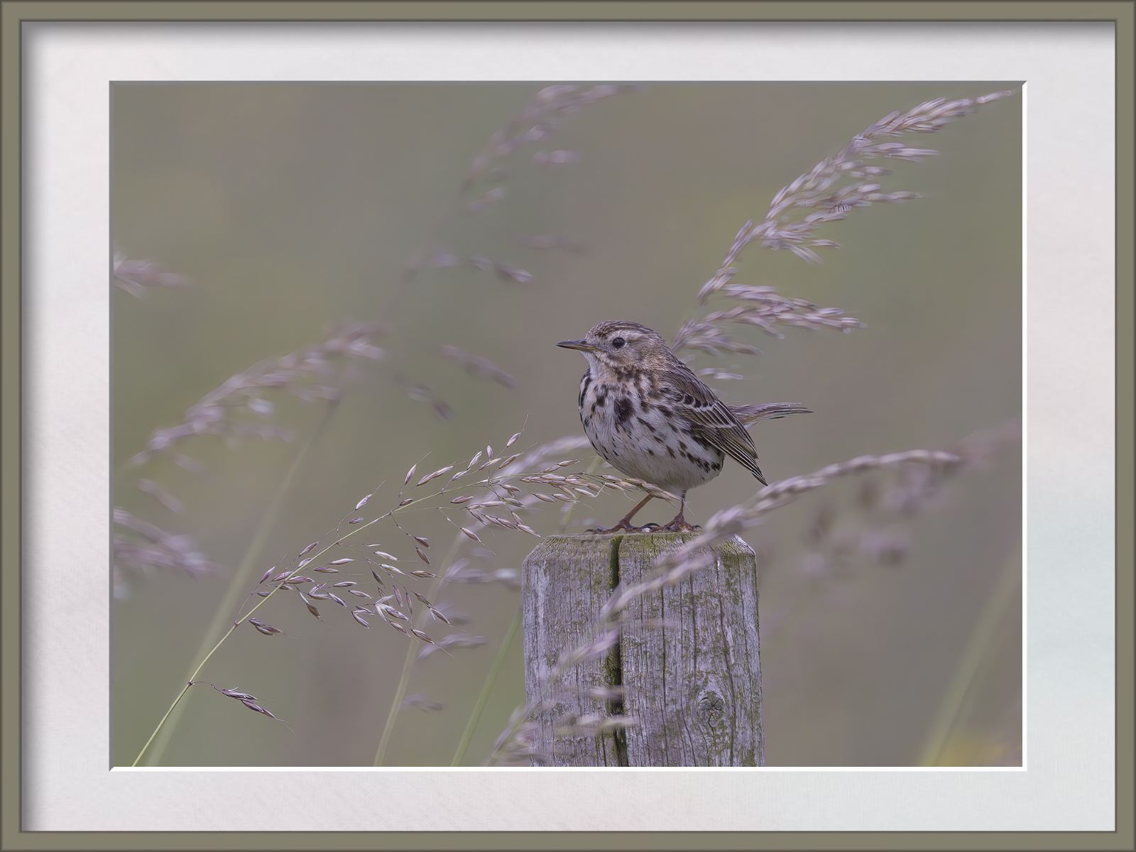 DSCF1053g-cropped.jpg