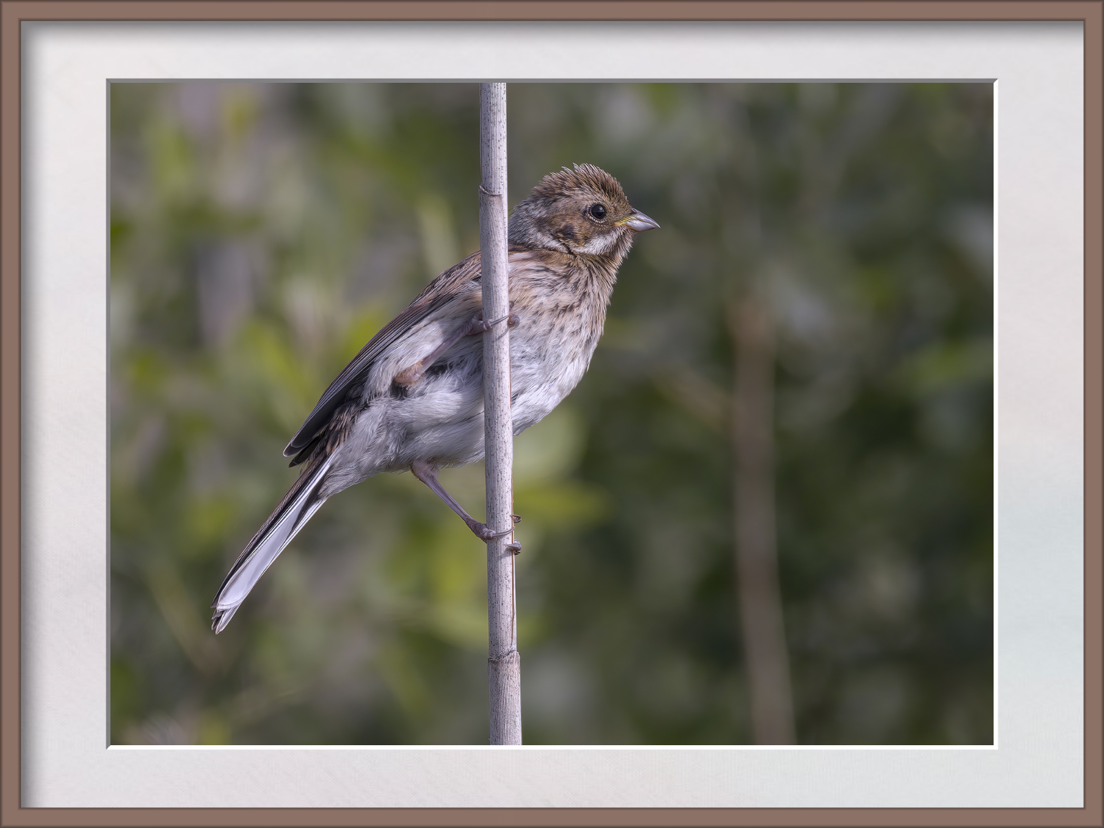 DSCF1183g-cropped.jpg