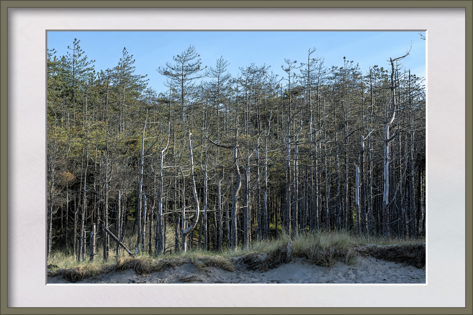 DSCF2203a.jpg