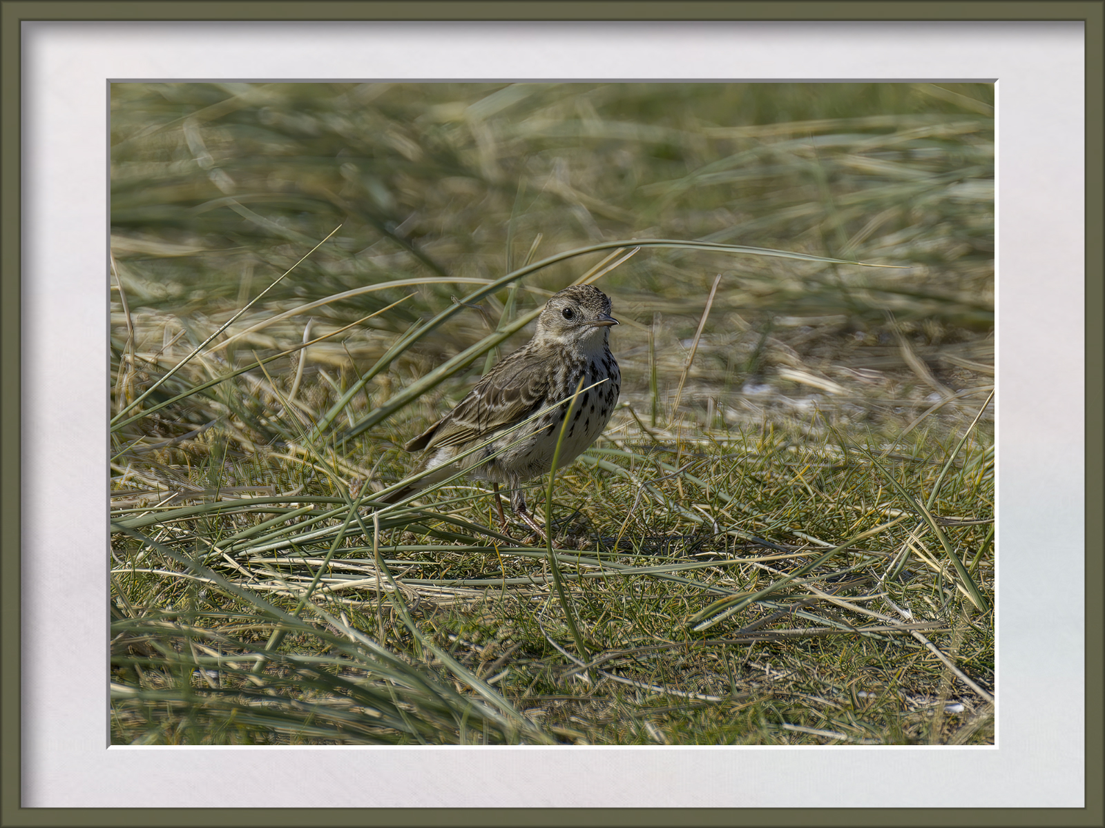 DSCF2273g-cropped.jpg