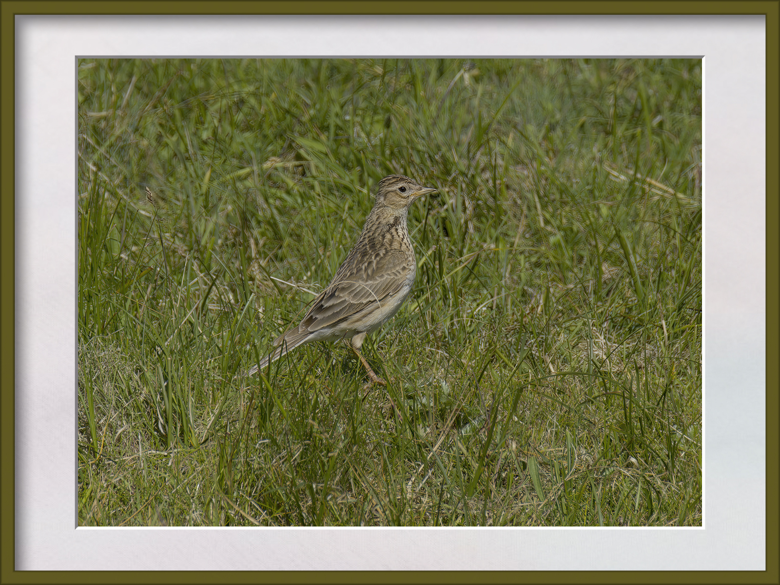 DSCF2393g-cropped.jpg