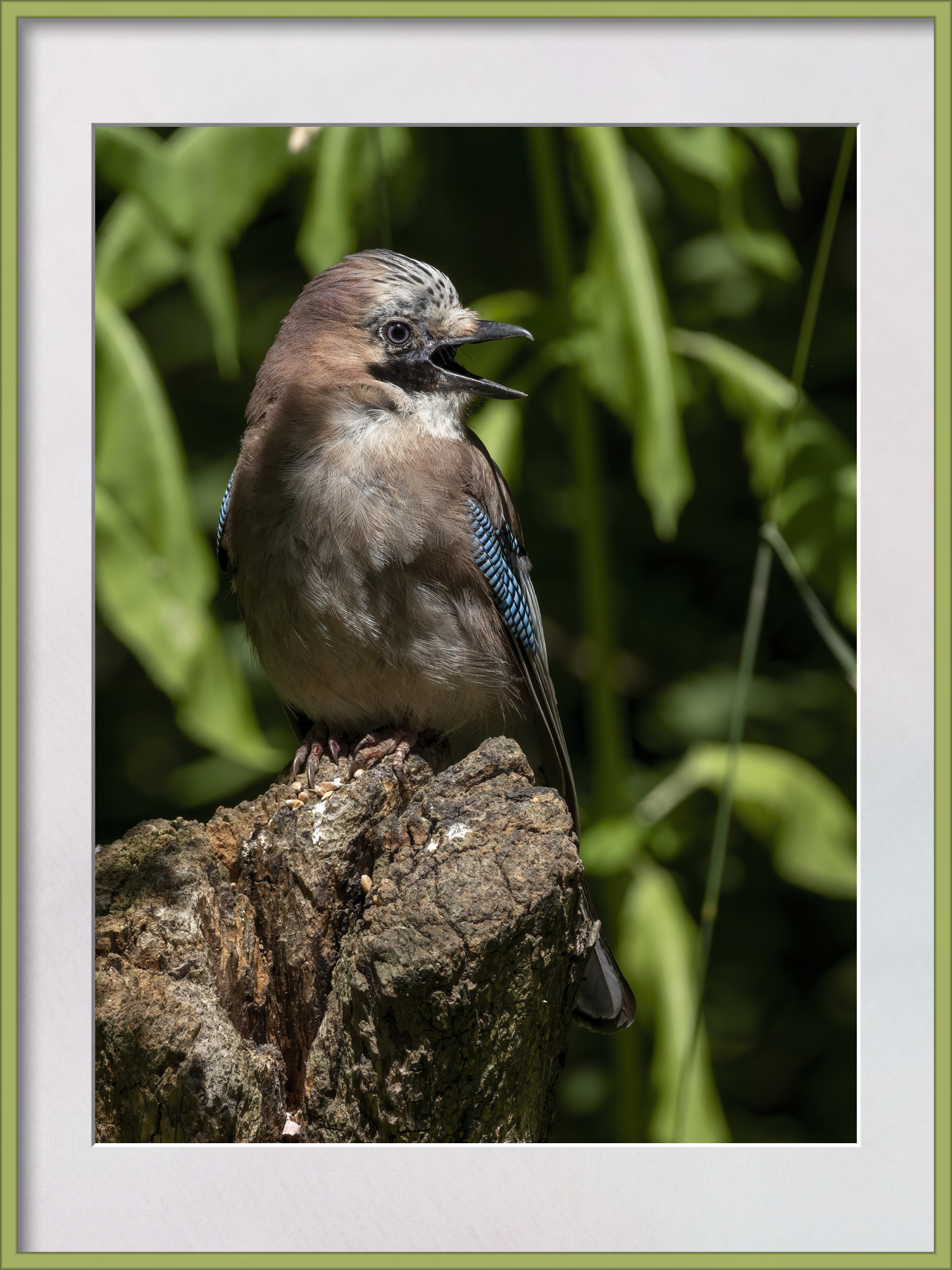 DSCF4281.jpg